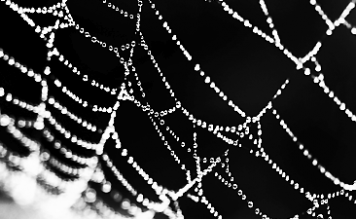 Kurzfilm/Musikvideo: Dear Reader – Great White Bear | Gefangen genommen