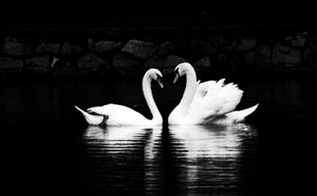 Kurzfilm: Untitled Fiction Project