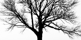 Kurzfilm: Der Mann, der Bäume pflanzte