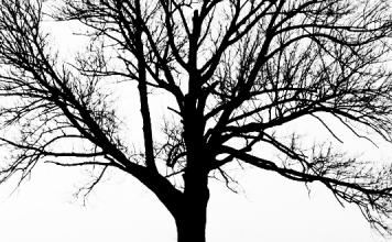 Kurzfilm: Der Mann, der Bäume pflanzte