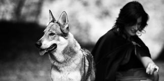 Kurzfilm: Red | Rotkäppchen und der liebe Wolf