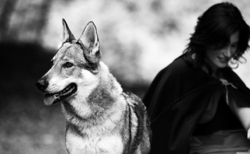 Kurzfilm: Red | Rotkäppchen und der liebe Wolf