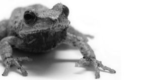 Frösche soll man küssen. Küssen!