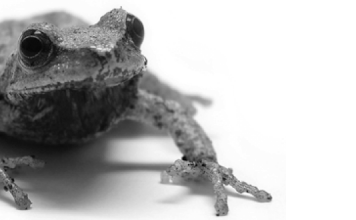 Frösche soll man küssen. Küssen!