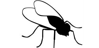 Kurzfilm: Musca | Ganz klein wieder anfangen