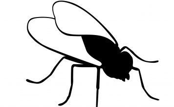 Kurzfilm: Musca | Ganz klein wieder anfangen