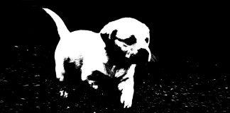 Kurzfilm: Dead Puppies | Da liegt der Hund begraben!