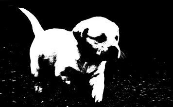 Kurzfilm: Dead Puppies | Da liegt der Hund begraben!