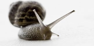 Kurzfilm: Valse | Romanze im Schneckentempo