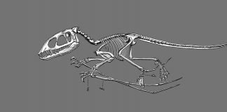 Kurzfilm: Wie die Dinosaurier fliegen lernten