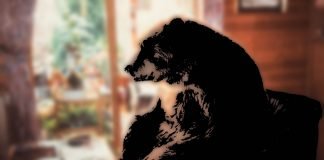 Kurzfilm: Bär Kurzfilm: Bär