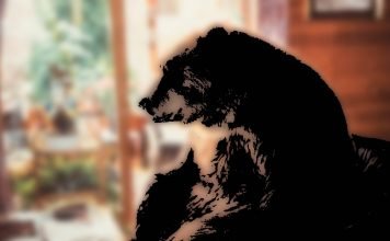 Kurzfilm: Bär Kurzfilm: Bär