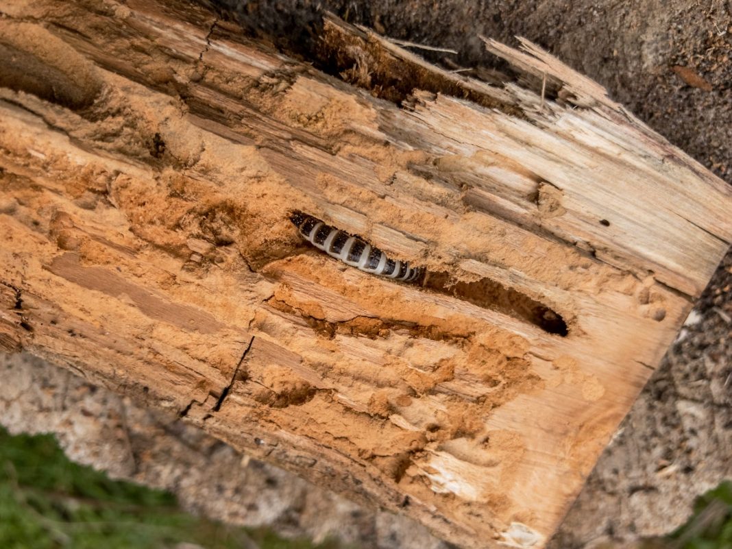 Foto: Ein Holzwurm in Spich