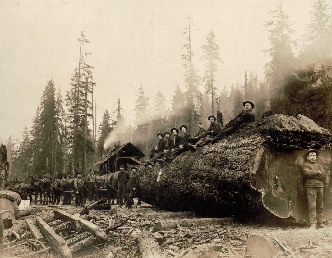 Horses hauling a spruce log 30 feet in circumference, Washington, 1905. (Darius Kinsey/Library of Congress)