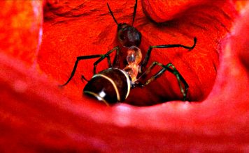 Kurzfilm: Overrun Kurzfilm: Overrun