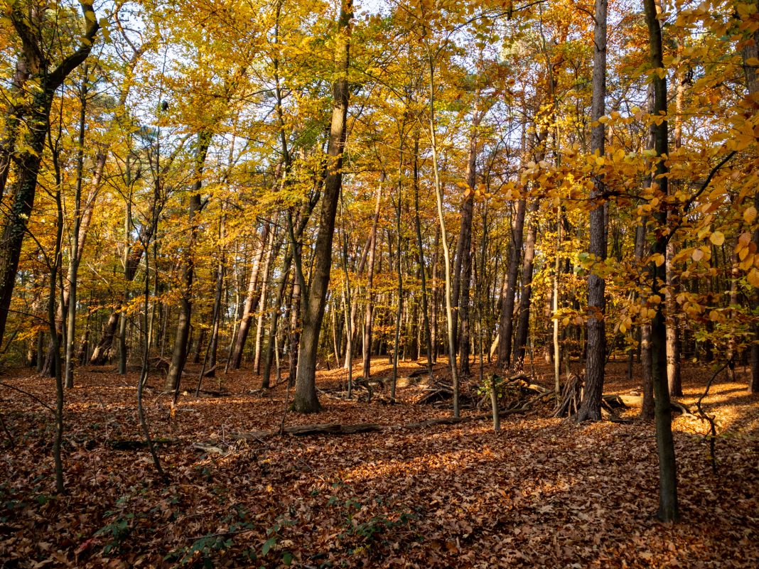 Herbst im Spicher Wald