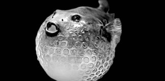 Kurzfilm: The Beauty Kurzfilm: The Beauty