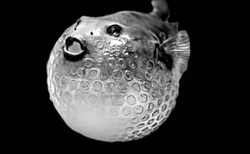 Kurzfilm: The Beauty Kurzfilm: The Beauty