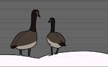 Kurzfilm: Hudson Geese Kurzfilm: Hudson Geese
