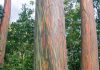 Will ich haben: Einen Regenbogen-Eukalyptus für den Garten