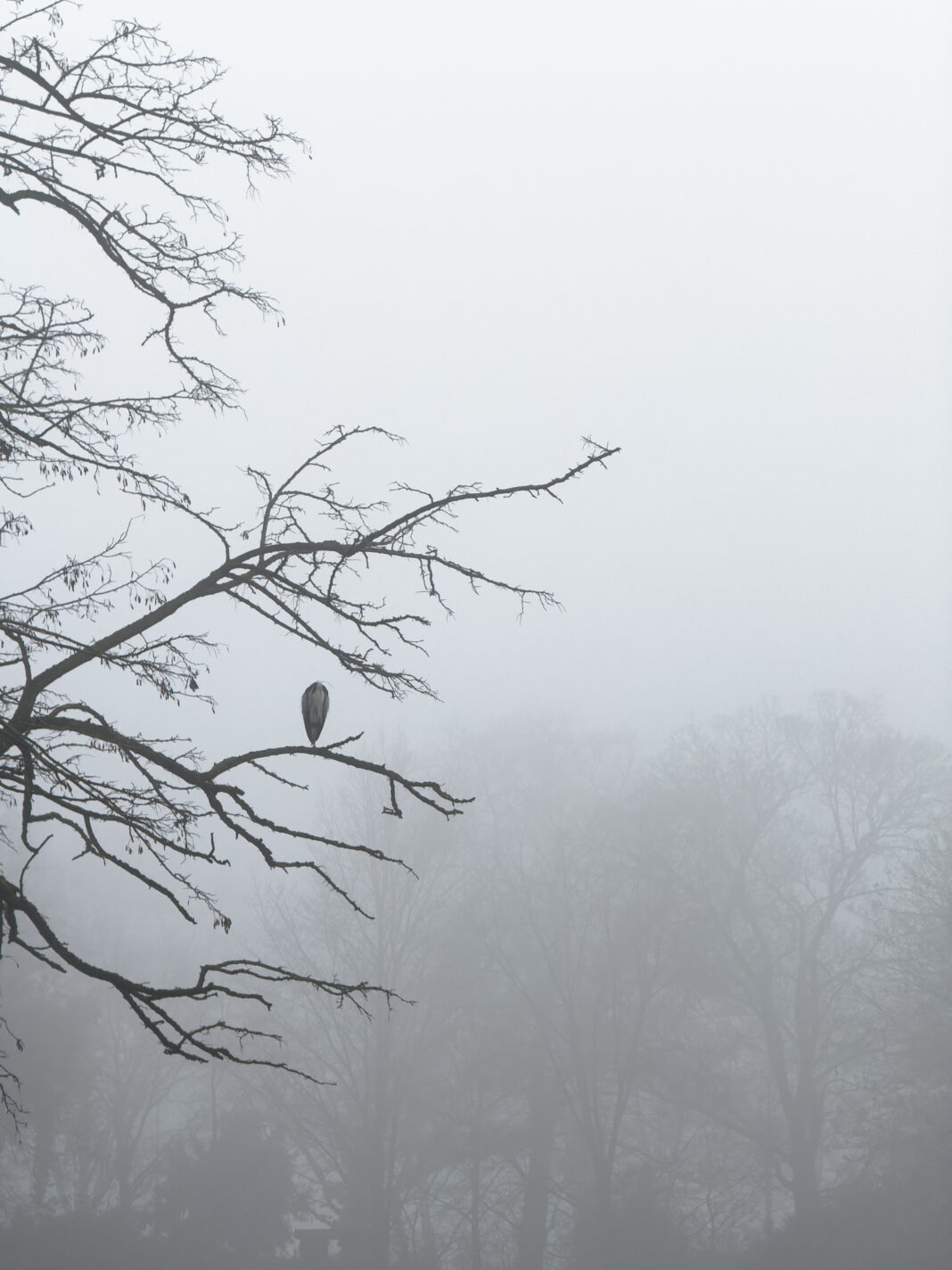 Foto: Frierender Reiher in Bremen
