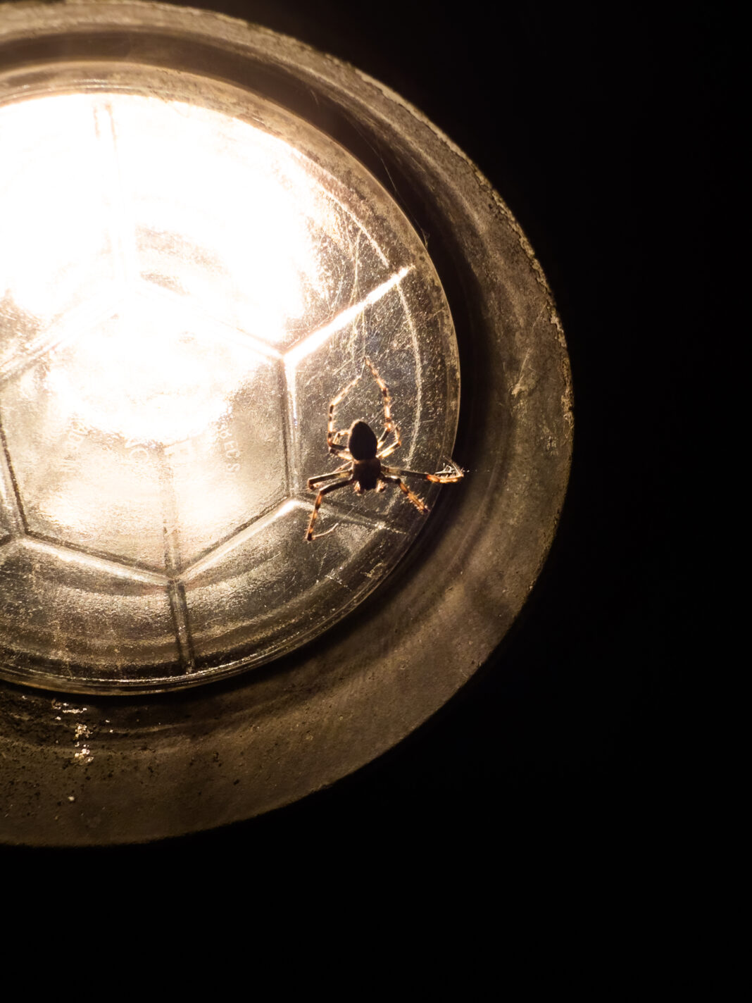 Foto: Spinne vor Lampe. Foto: Spinne vor Lampe. Klingt als würde ich mir das hier einfach machen, aber mehr isses nicht. Eine schwach scheinende Lampe mit ner Spinne davor.