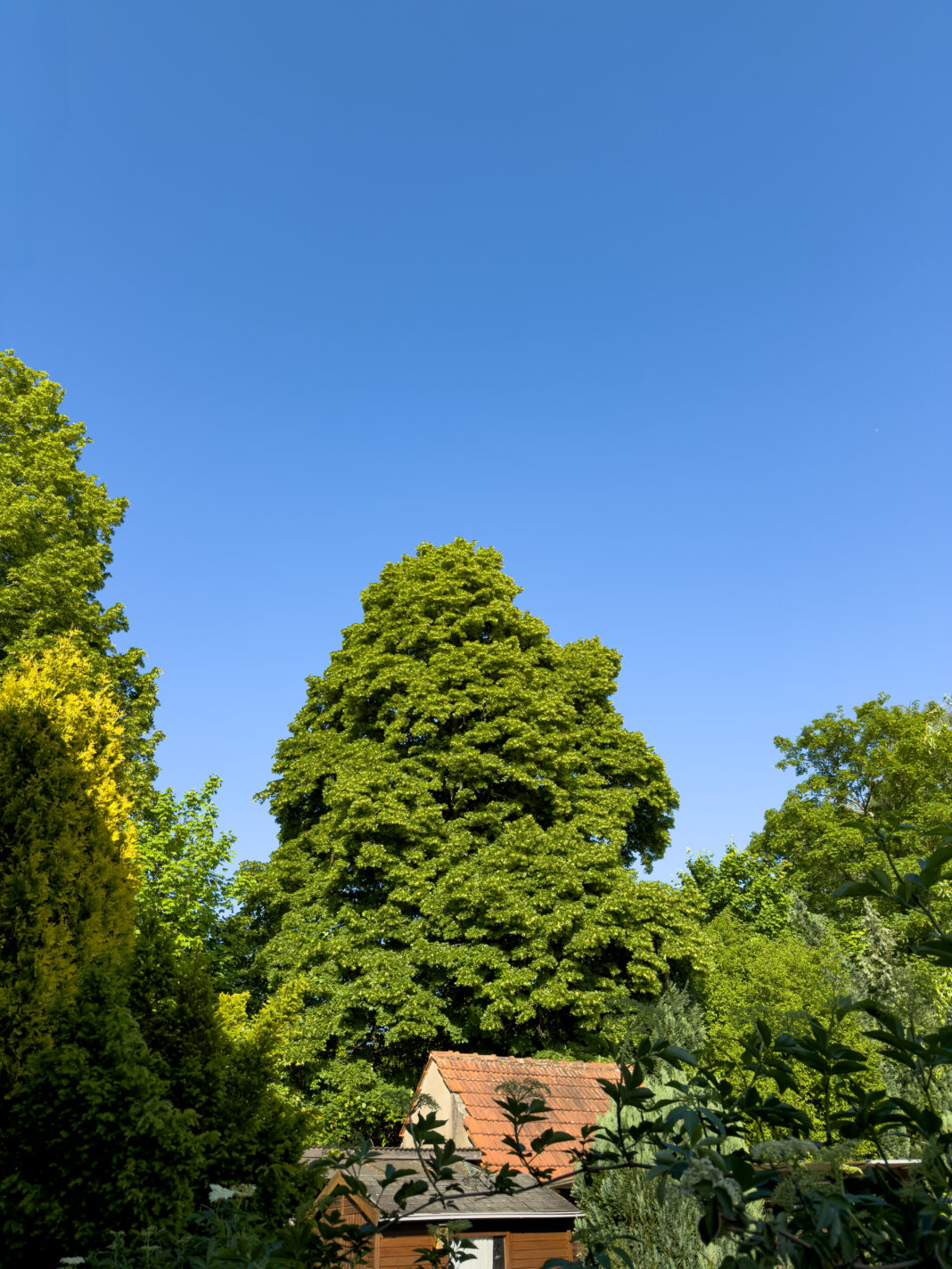 Foto: Gartenidyll